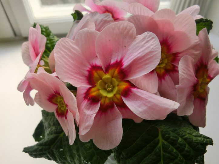 pink primulas