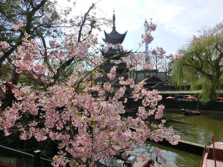 Cherry blossom in Tivoli