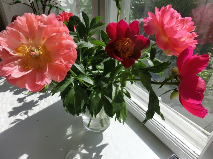 week 18 peonies