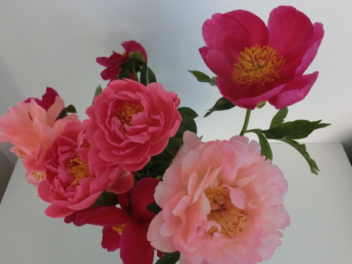 week 18 - peonies close up