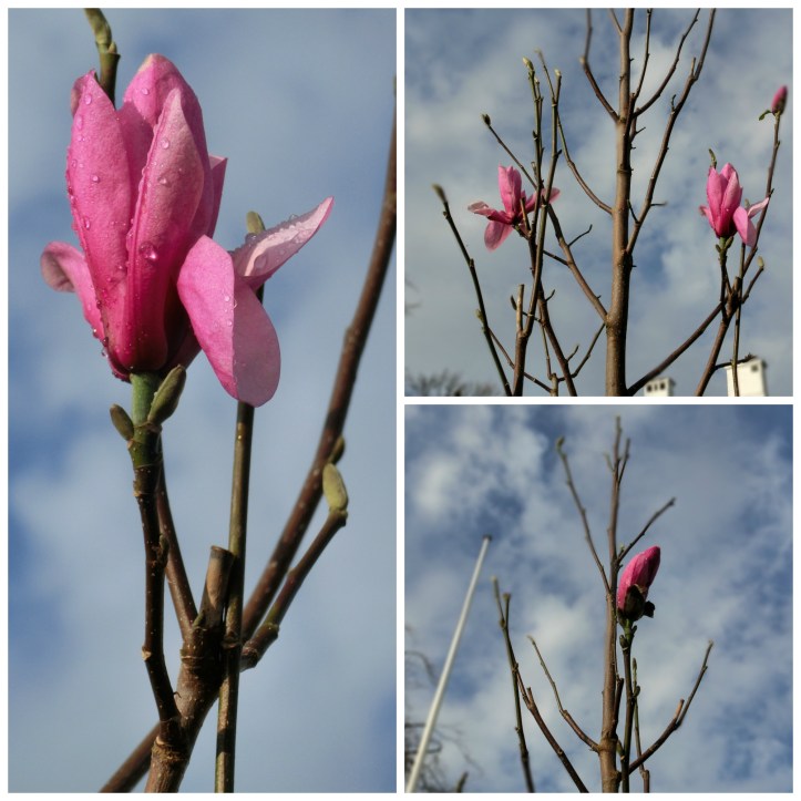 magnolia collage