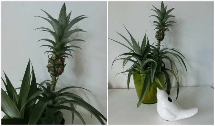 pineapple plant